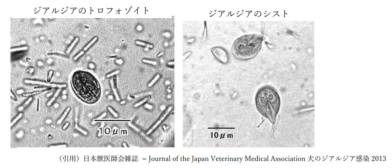 ペット業界では初の「Giardia Antigen Rapid Test （ジアルジア迅速検査）」を用いた「ジアルジア感染症（寄生虫）ゼロ